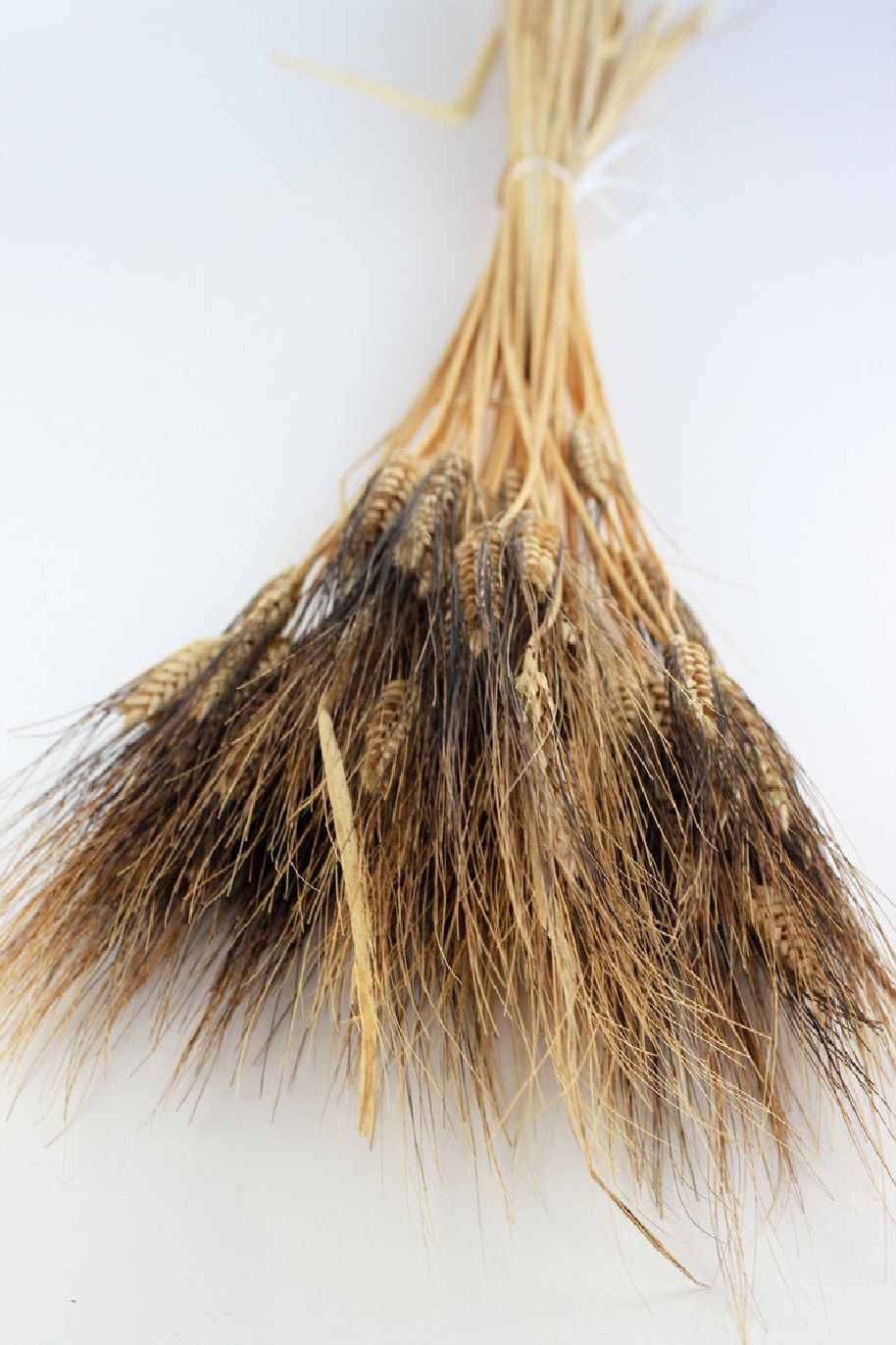 Dried Triticum (Wheat) - Blackbeard Bunch