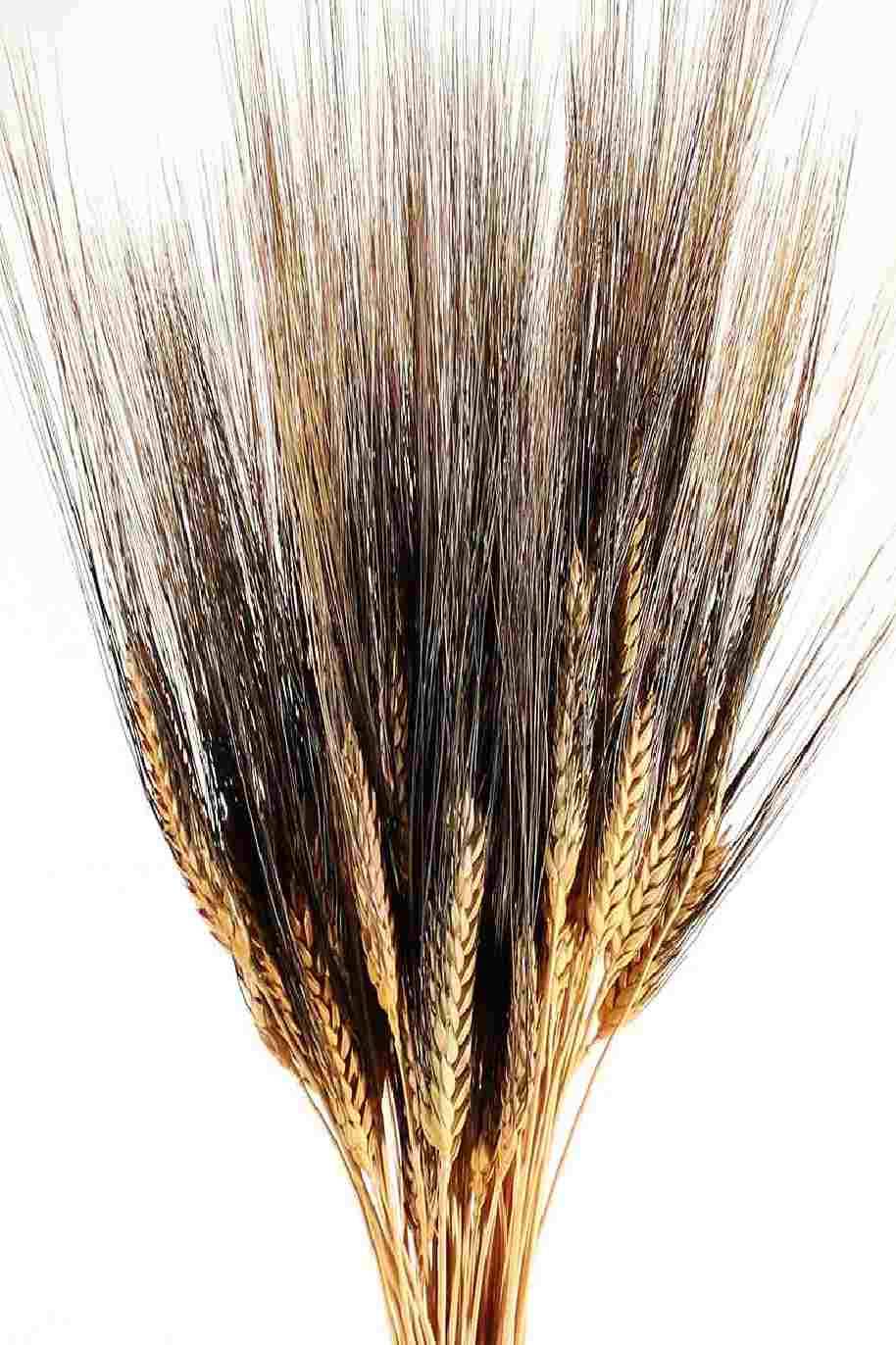 Dried Triticum (Wheat) - Blackbeard Bunch