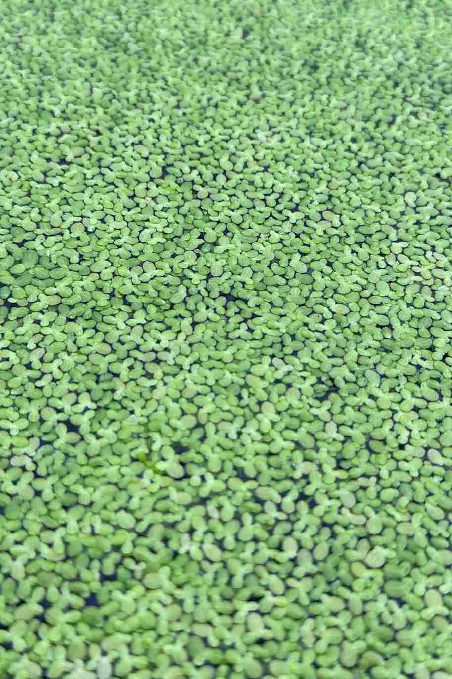 Duckweeds Water Plant