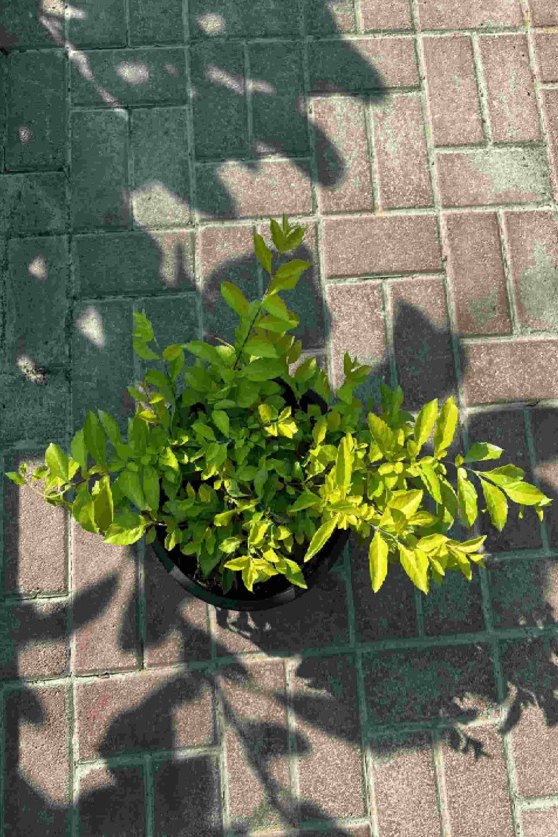 Duranta Repens Gold - Duranta Erecta - image 2
