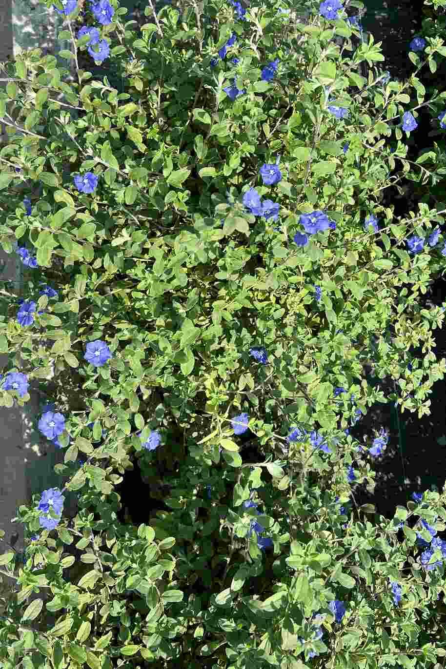Dwarf Morning Glory - Evolvulus Pilosus - image 3