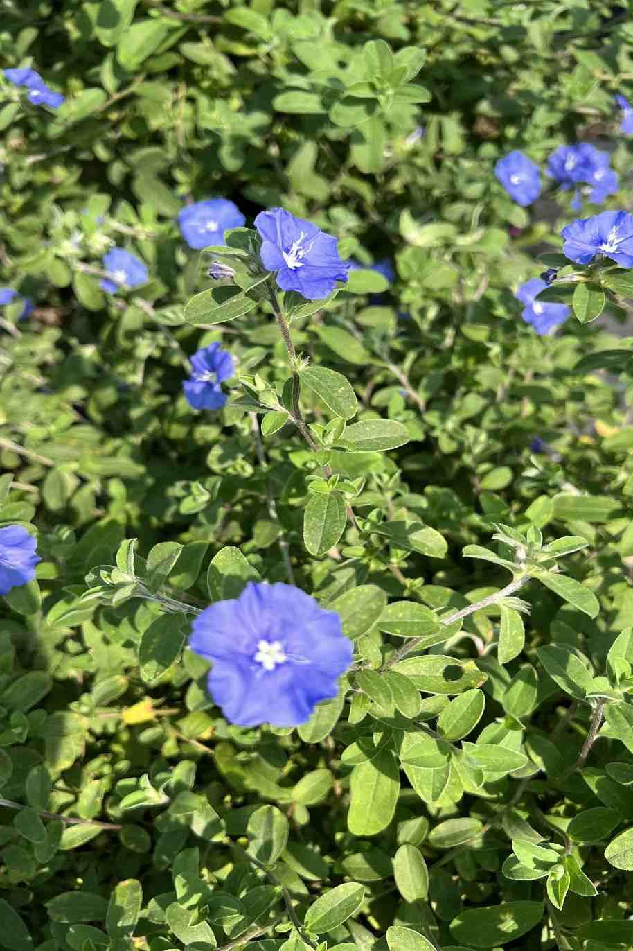 Dwarf Morning Glory