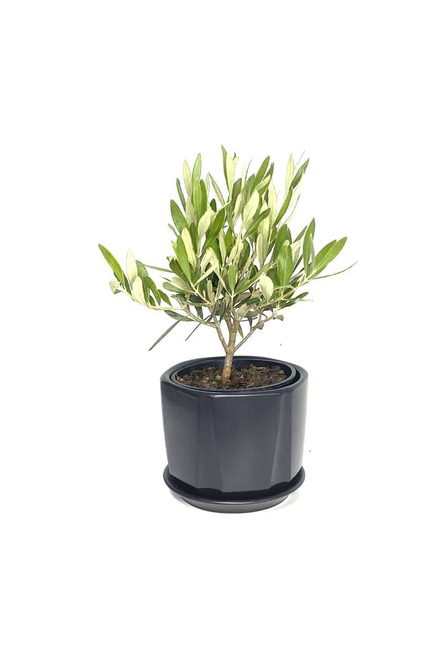Olive Dwarf Indoor