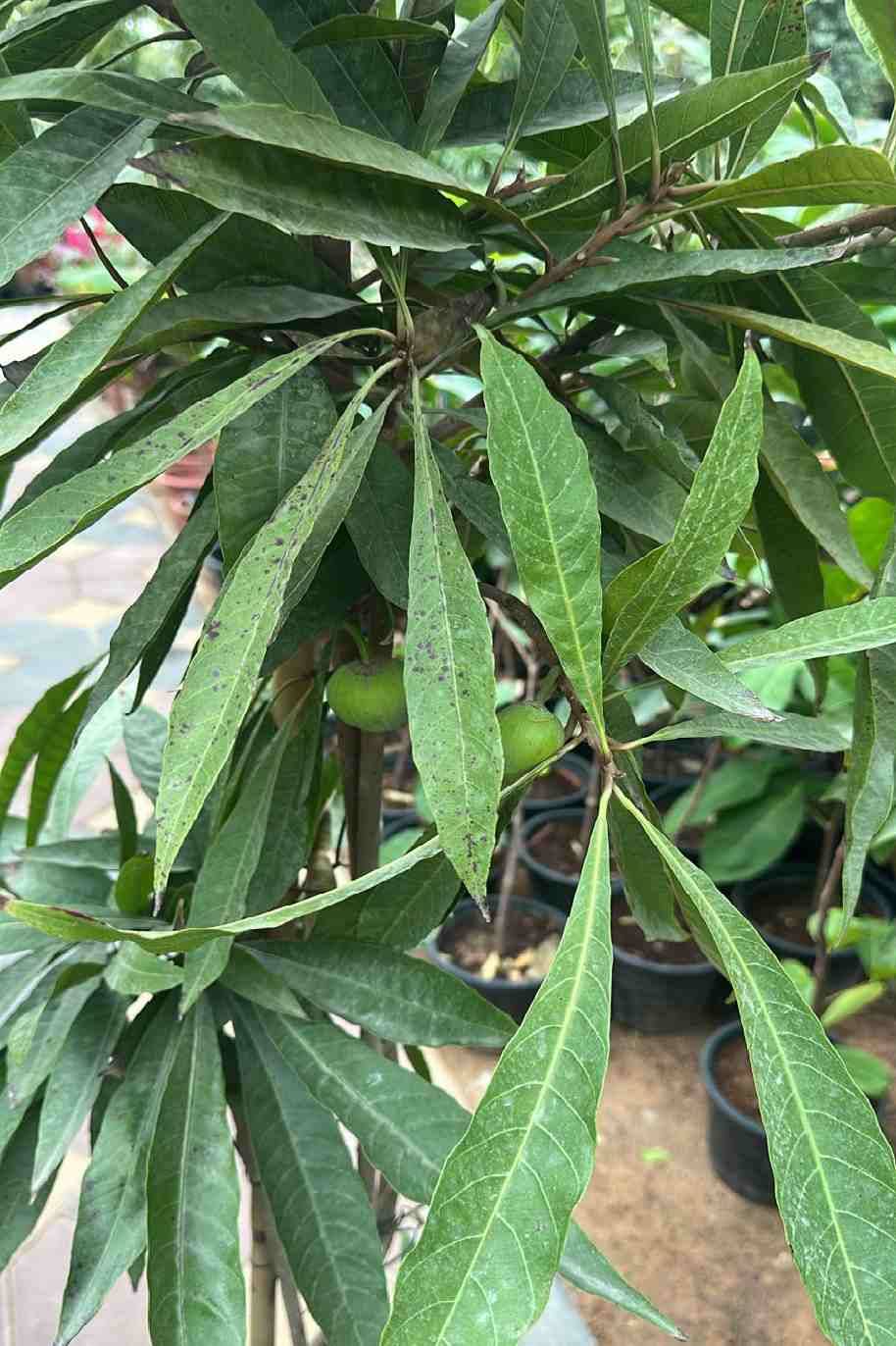 Eggfruit Tree Or Canistel Tree