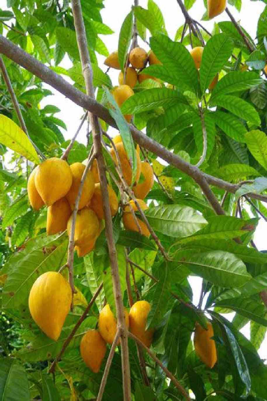 Eggfruit Tree Or Canistel Tree