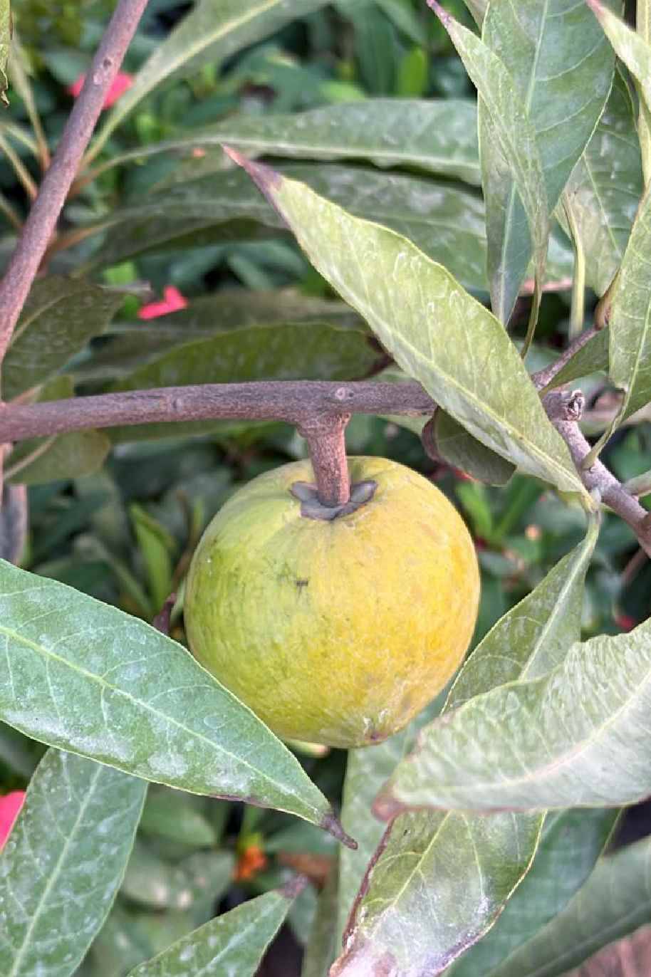 Eggfruit Tree Or Canistel Tree