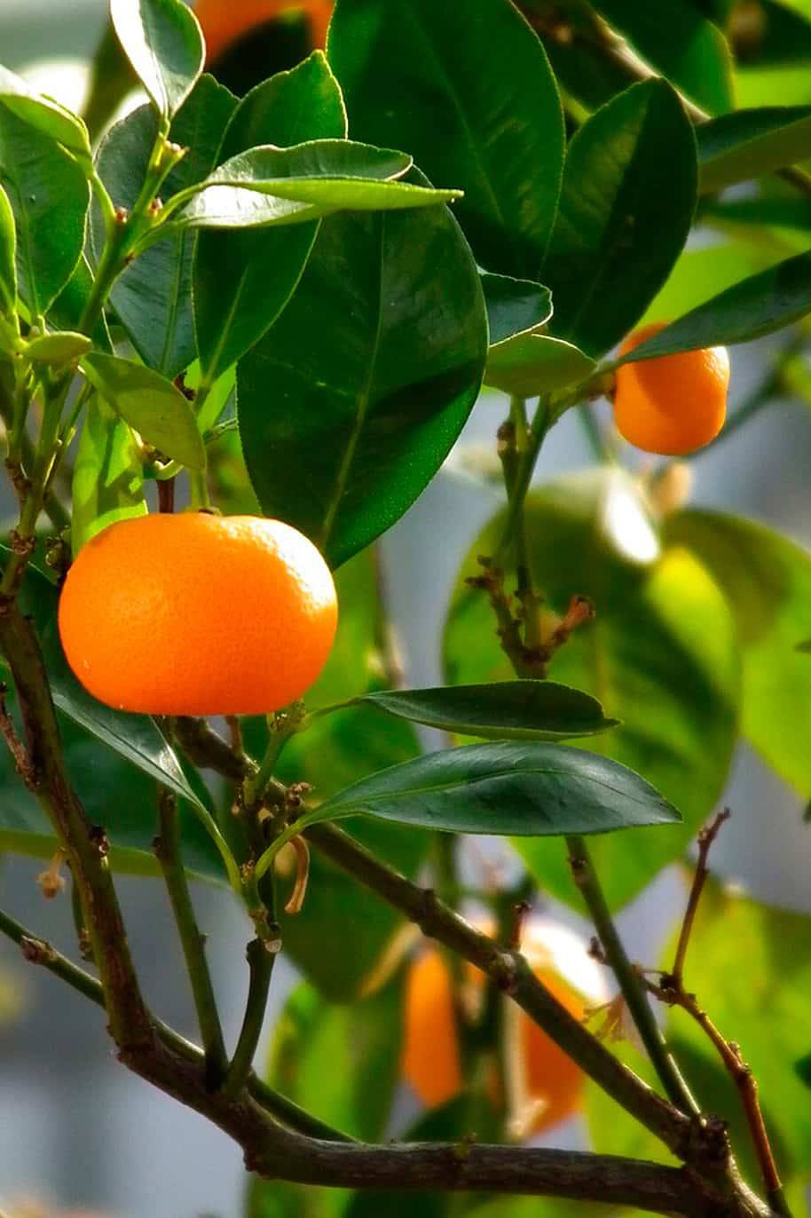 Asian Mandarin Seeds