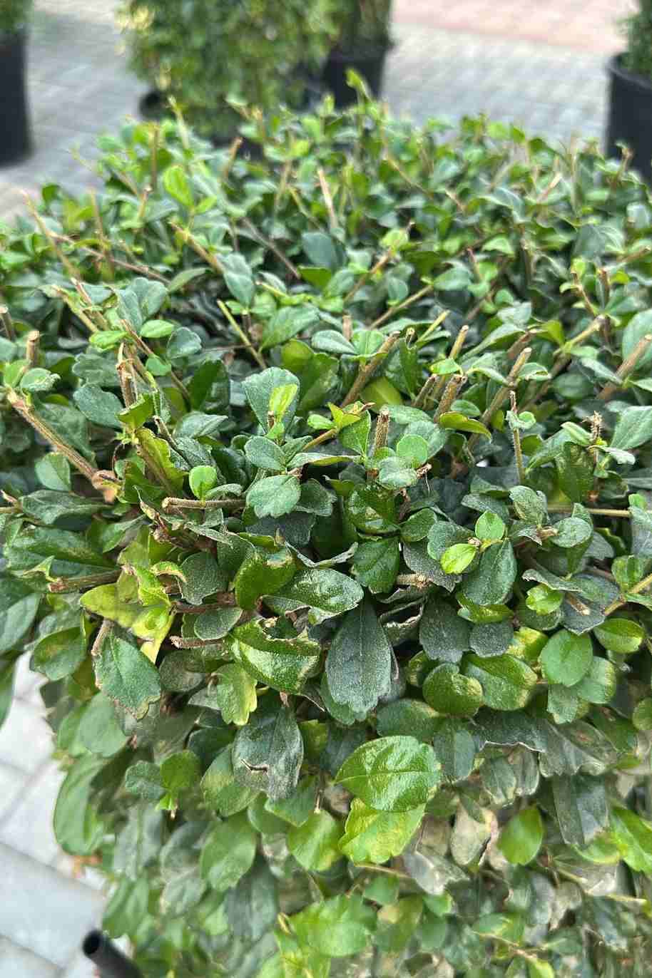 Ehretia microphylla