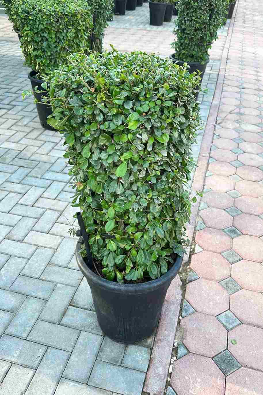 Ehretia Cylinder Shape