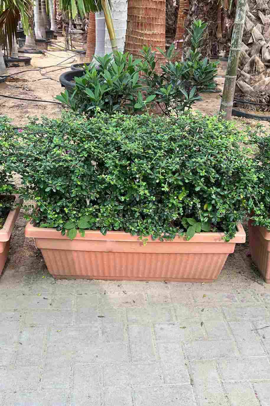 Ehretia Microphylla Buxus Wall Shaped