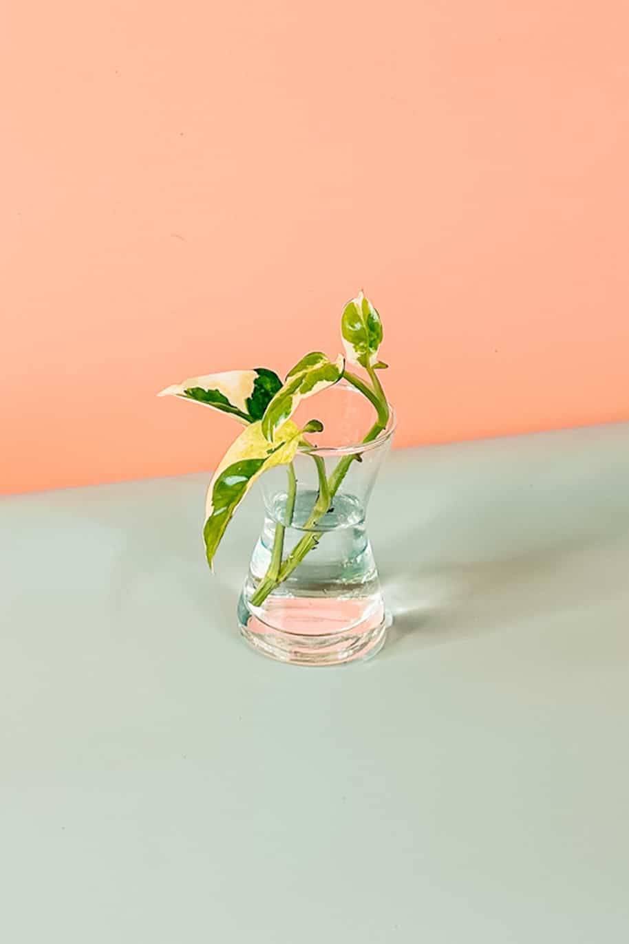 Epipremnum Cuttings