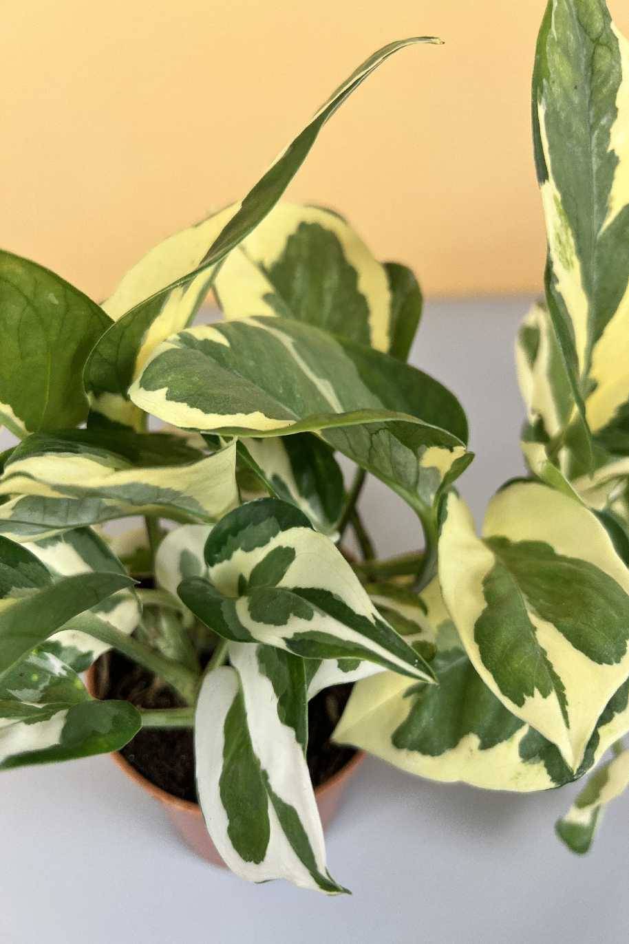 Epipremnum N Joy Mini - Air Purifying - Indoor Plants | Plantshop.me