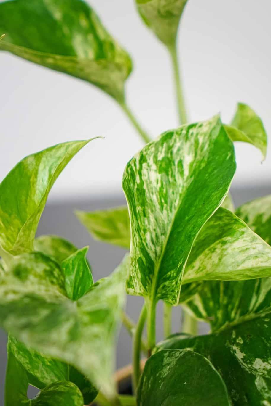 Marble Queen Pothos
