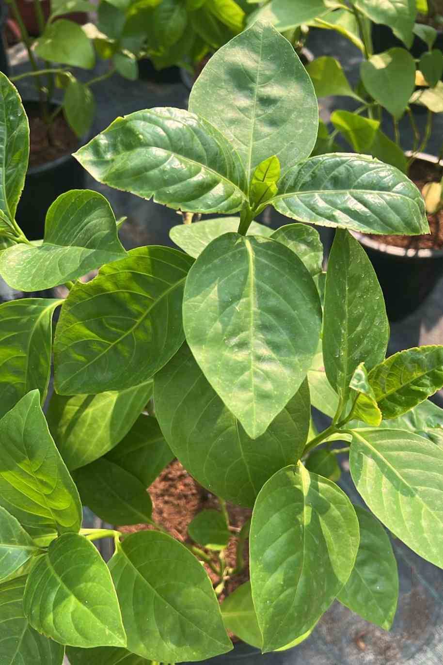 Eranthemum Green