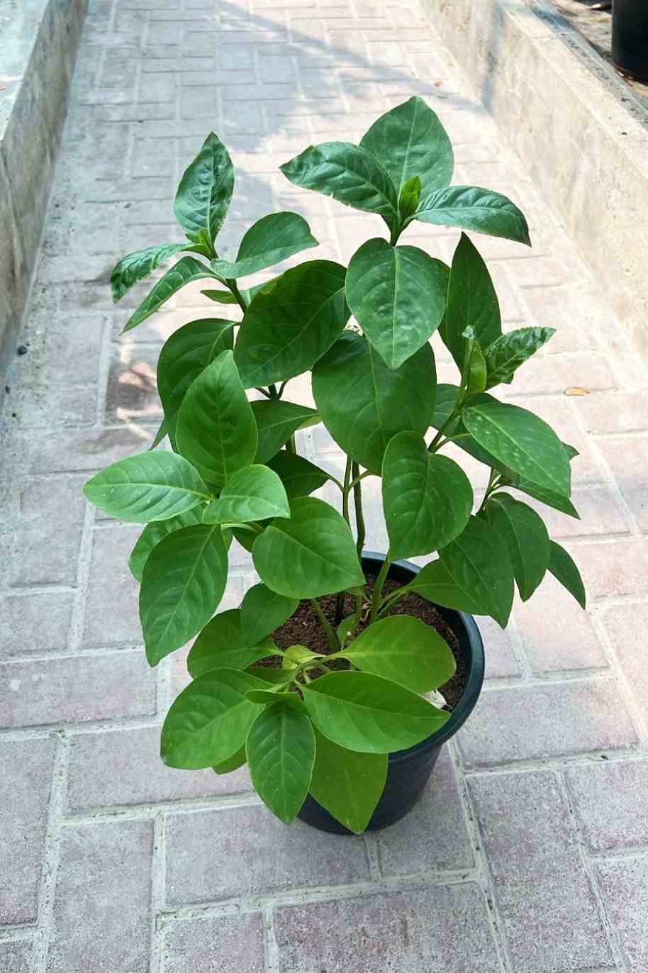 Pseuderanthemum Reticulatum Green