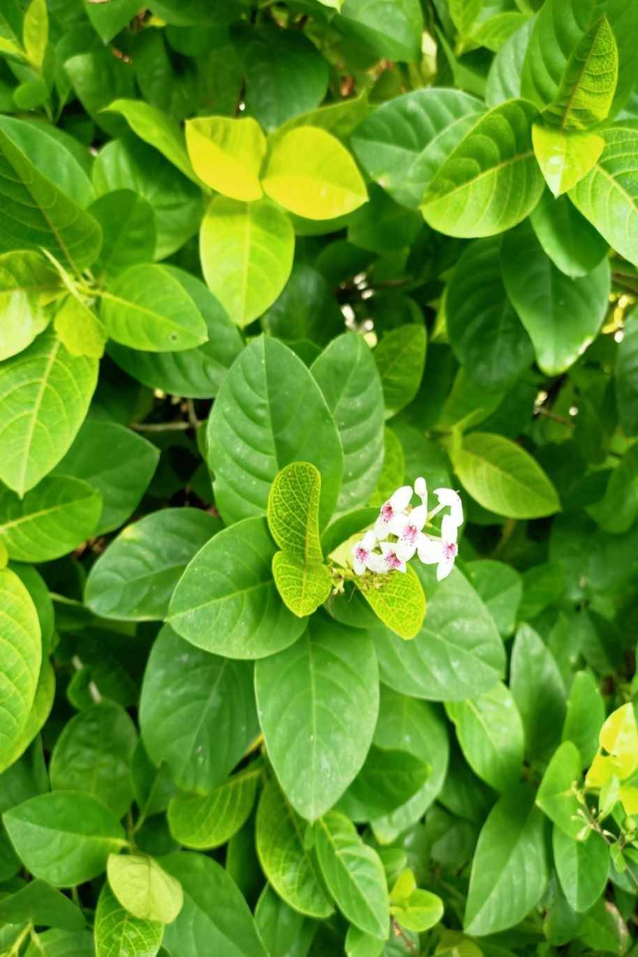 Eranthemum Green