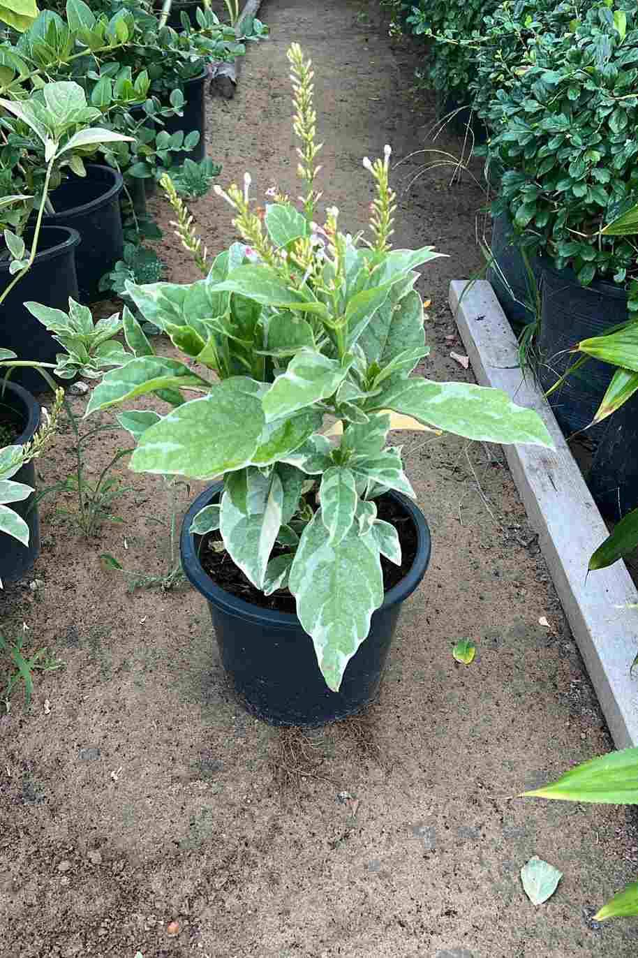 Pseuderanthemum Rubrum