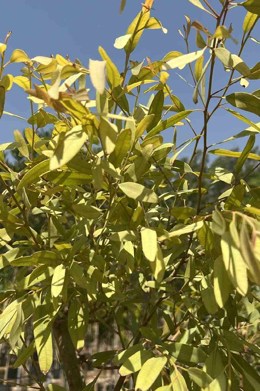 Eucalyptus Plant