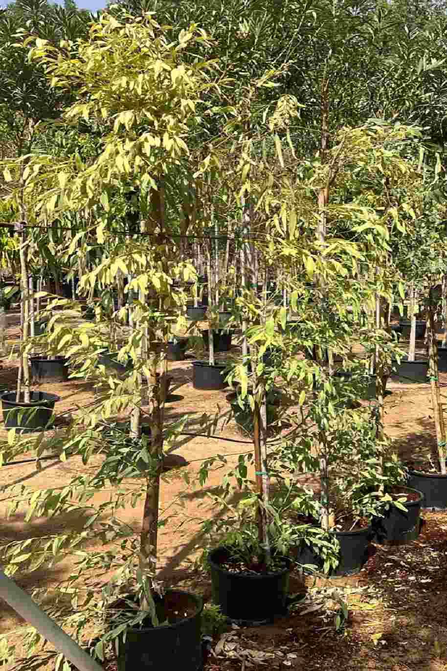 Eucalyptus Plant