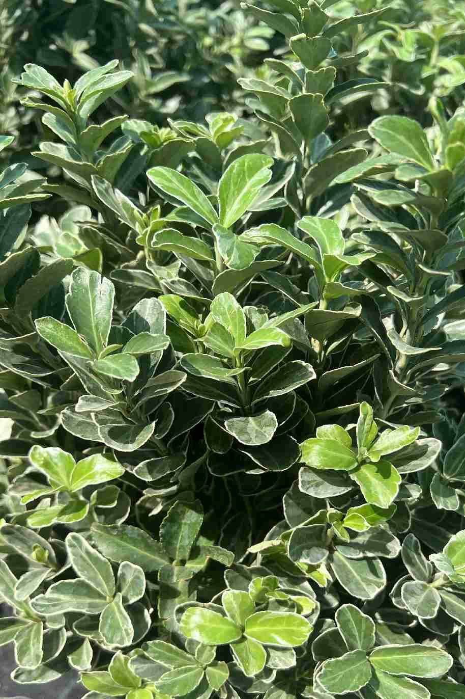 Albomarginatus Spindle Tree