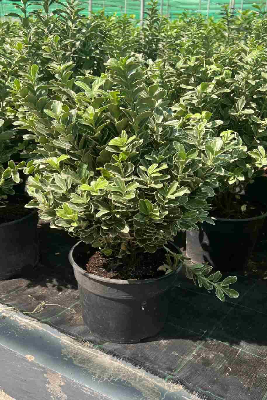 Euonymus japonica albomarginatus