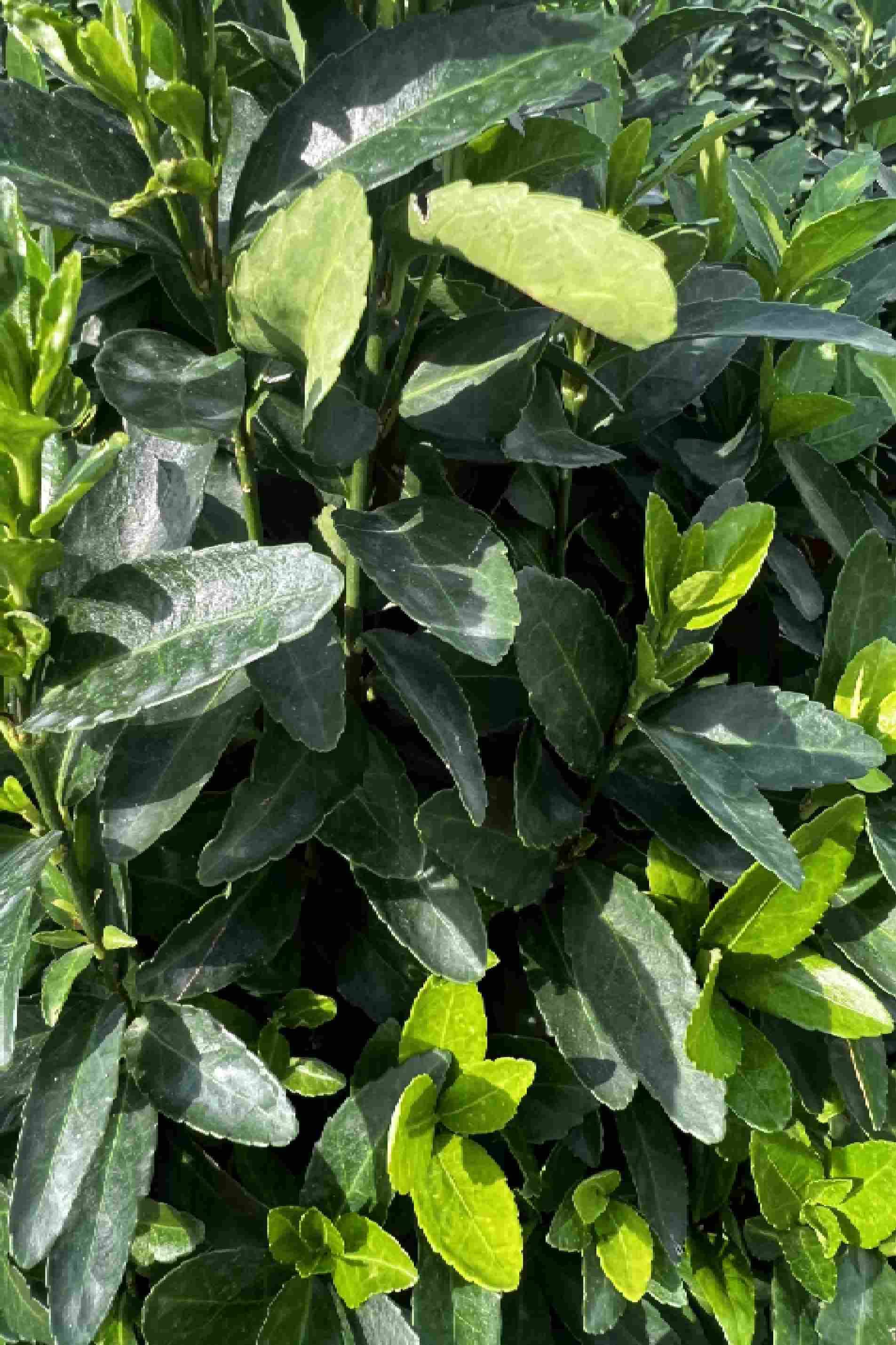 Euonymus japonicas Green Rocket