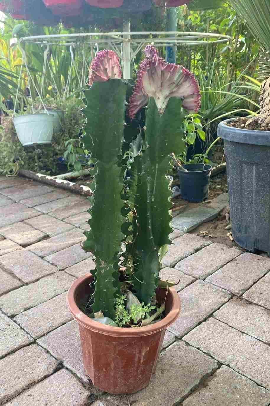 Euphorbia Lactea Cristata - Cactus - Indoor Plants | Plantshop.me