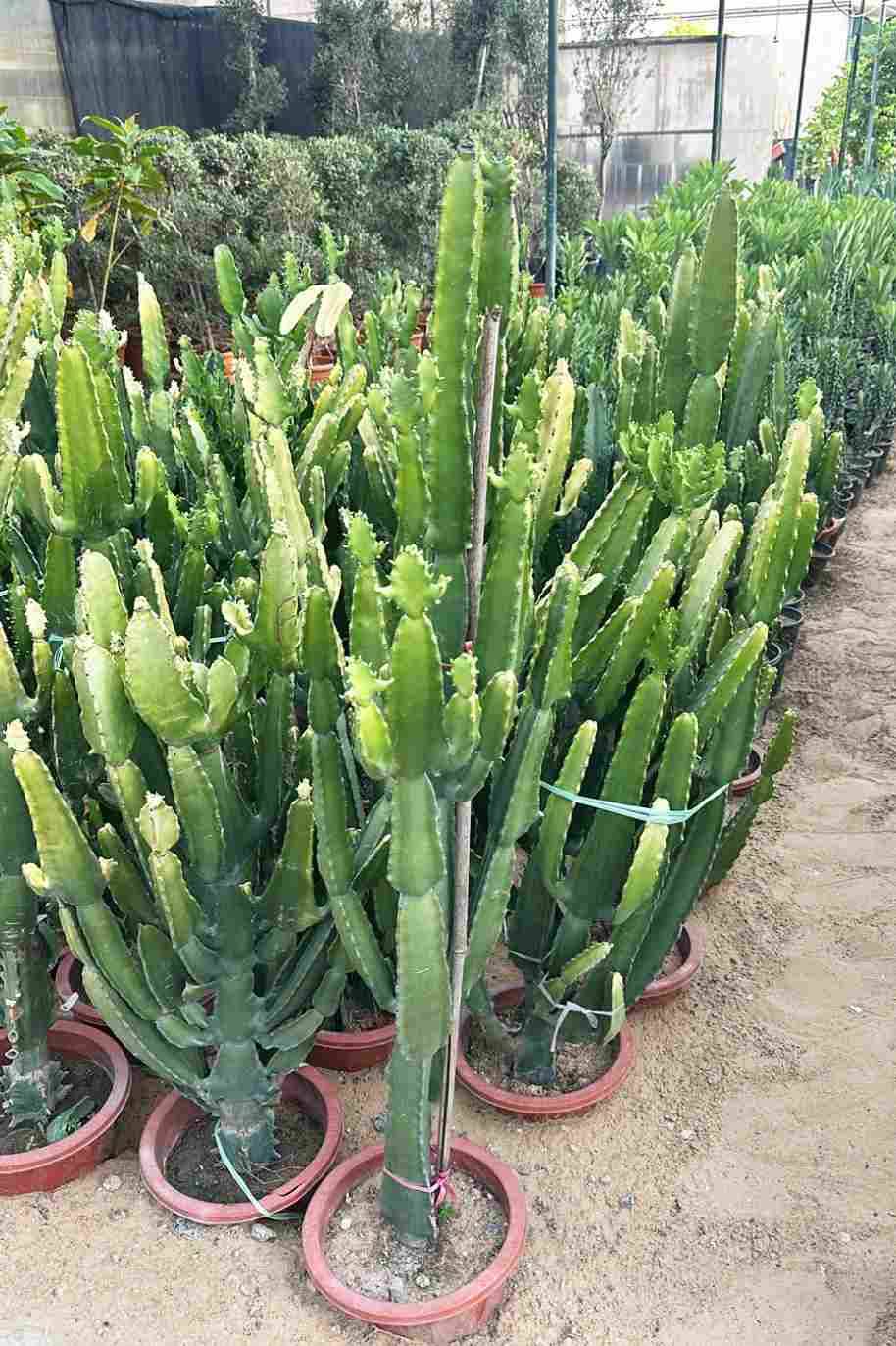 Euphorbia Lactea Spurge - Euphorbia Lactea - image 2