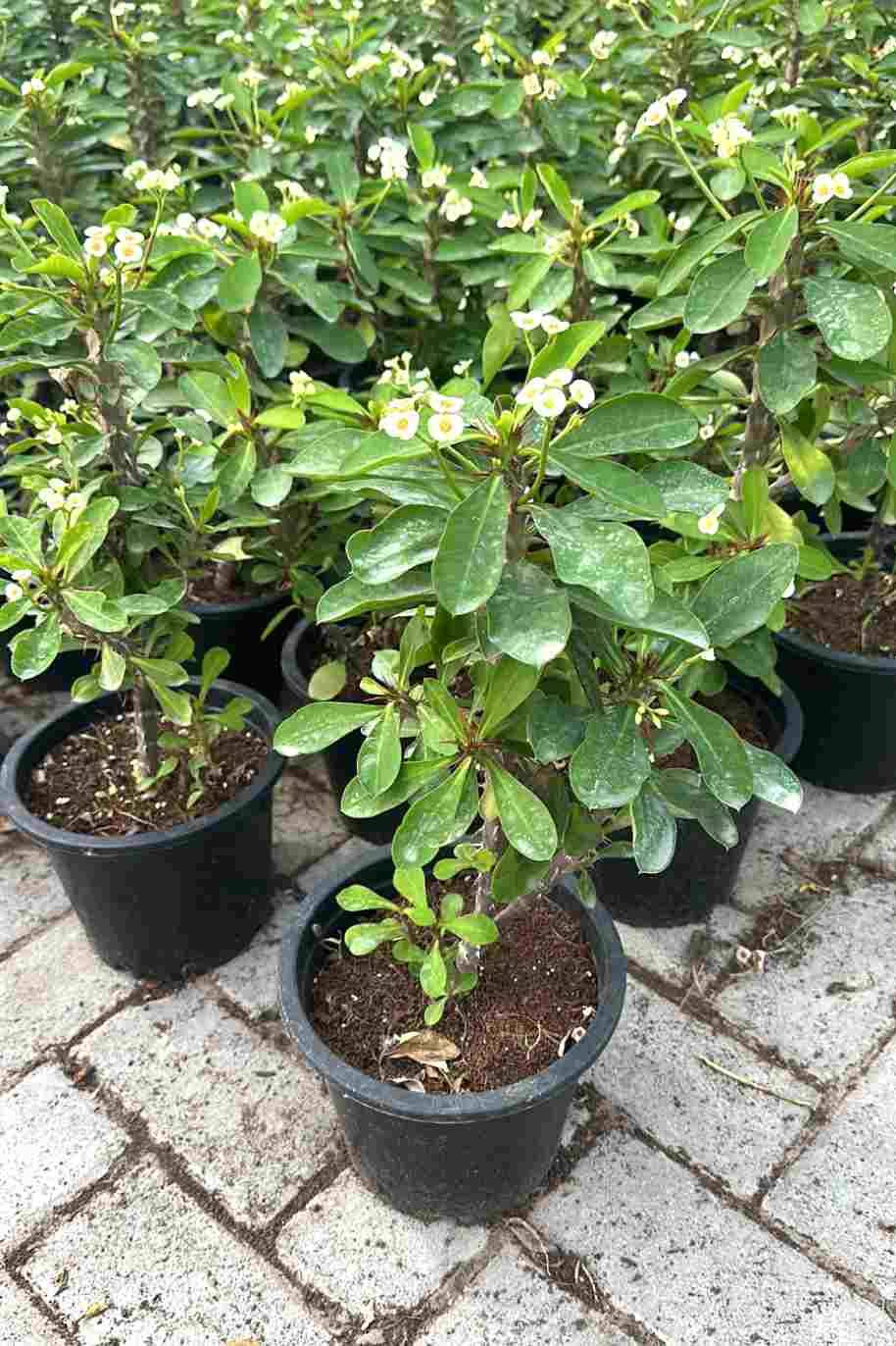 Euphorbia Milii White - Euphorbia Milii Hybrid - image 2