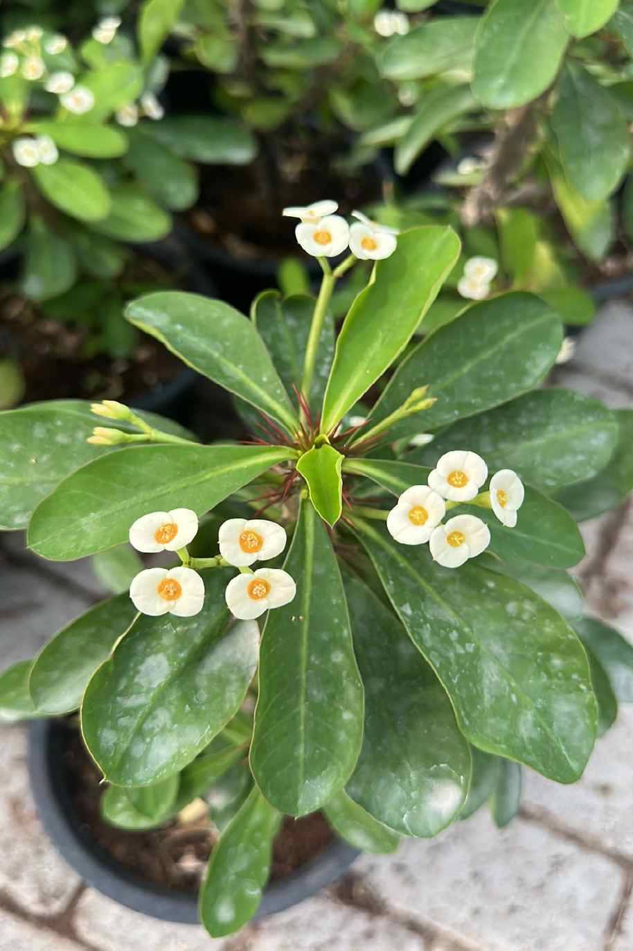 Euphorbia Milii White