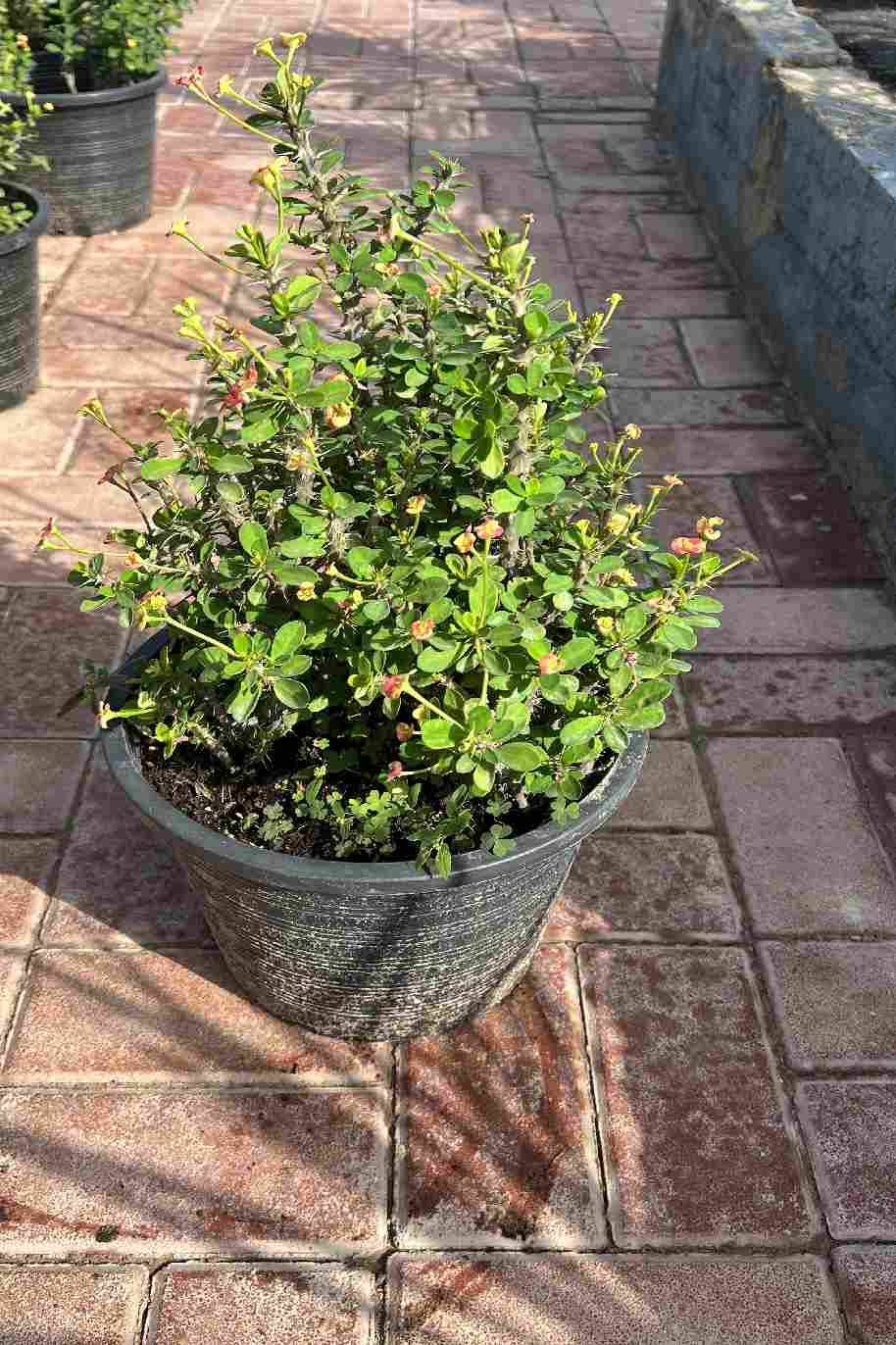 Euphorbia Milii Yellow Red - Euphorbia Milii Hybrid - image 2