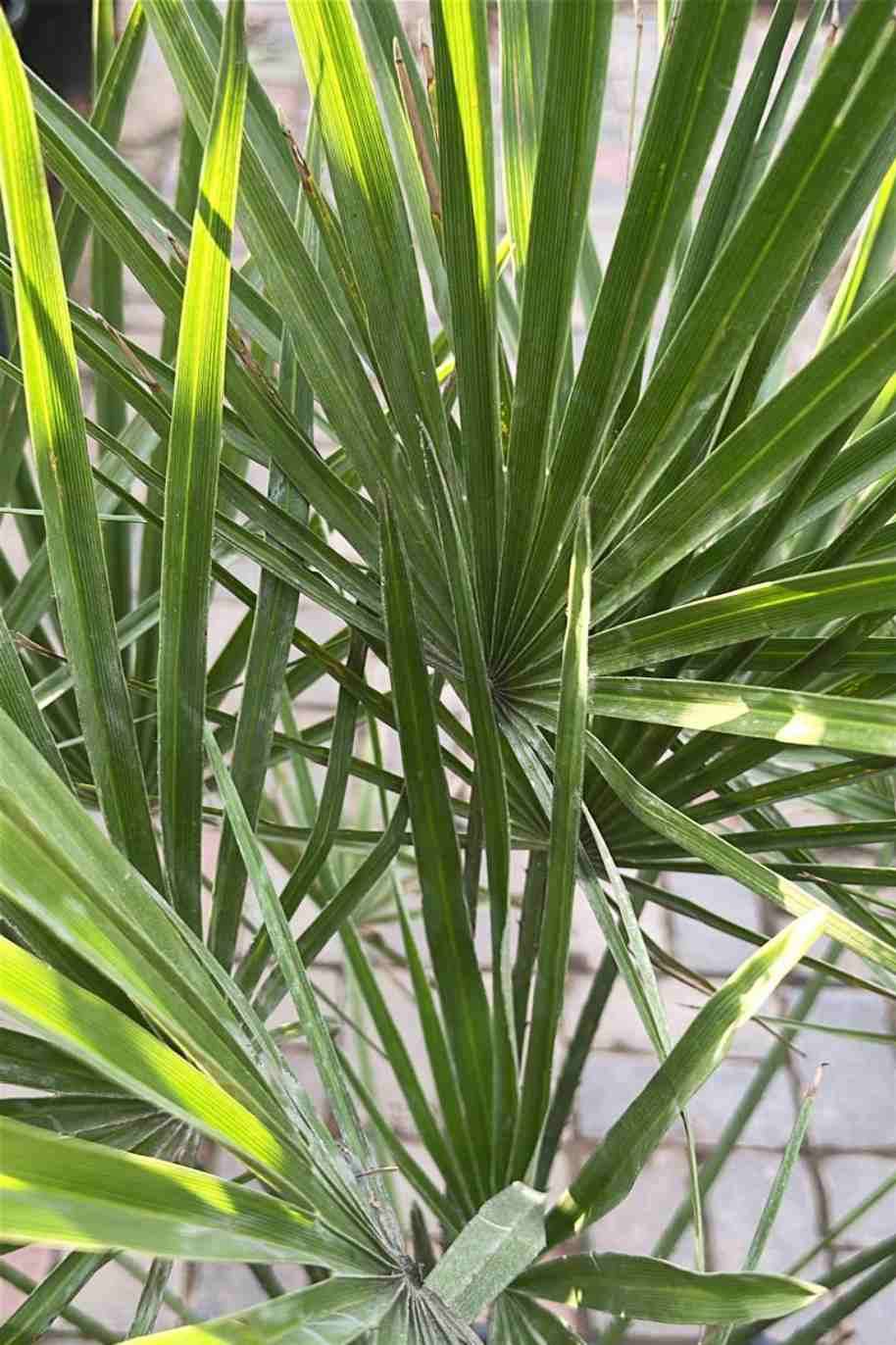 European Fan Palm