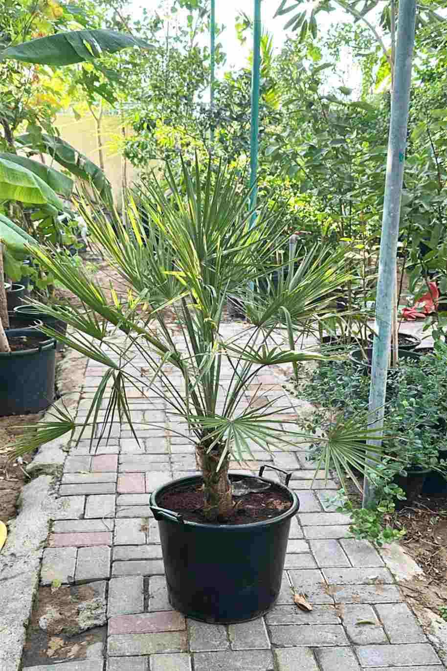 European Fan Palm