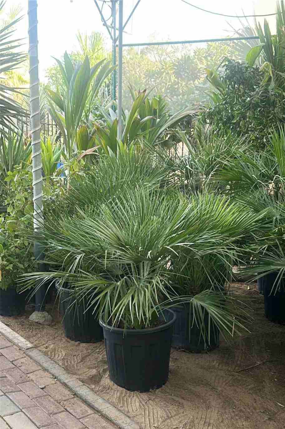 European Fan Palm Spain