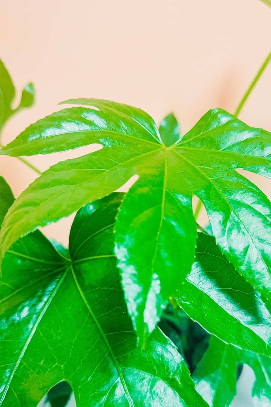 Fatsia Japonica - Fatsia - image 2