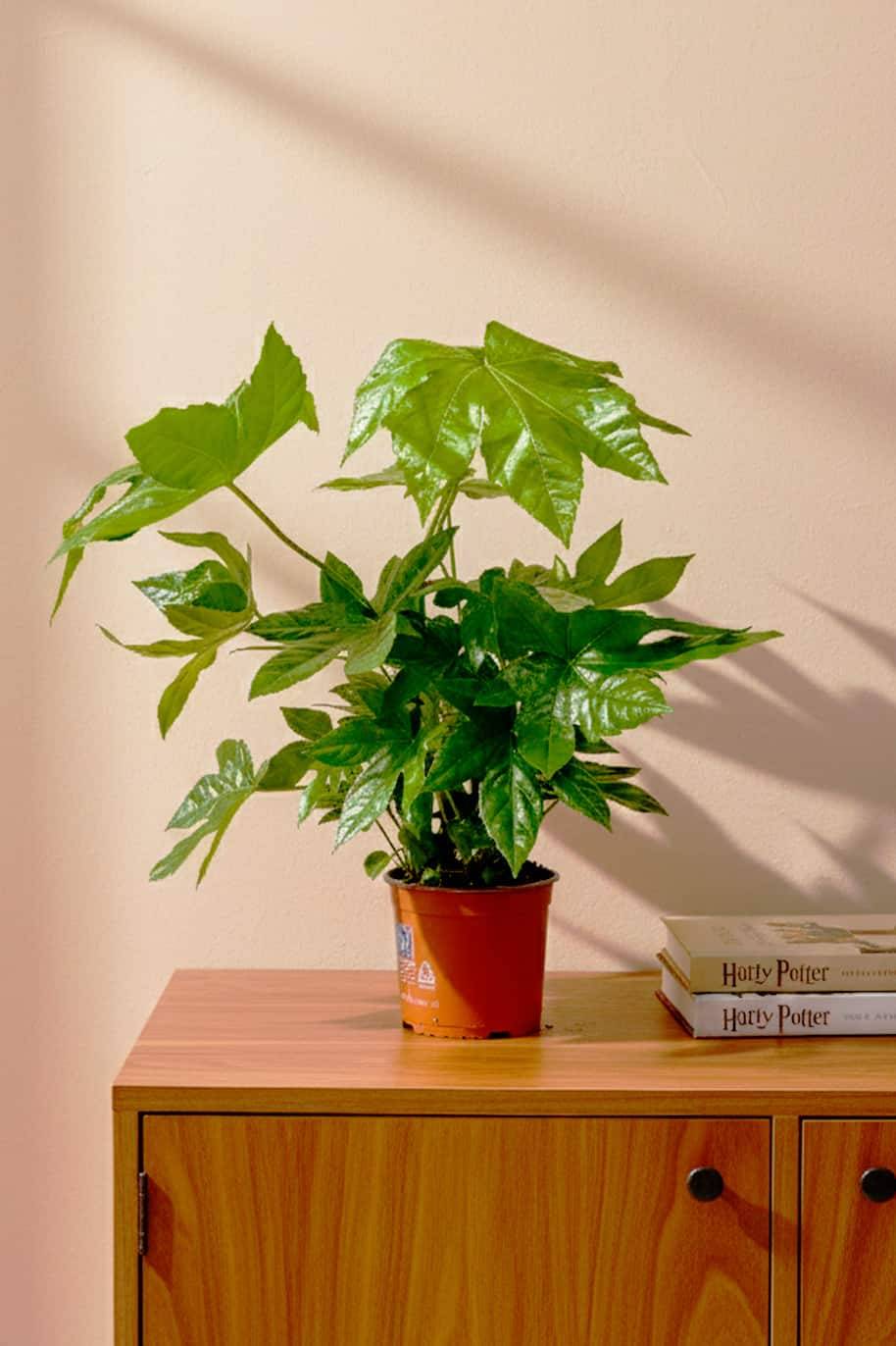 Fatsia Japonica - Fatsia