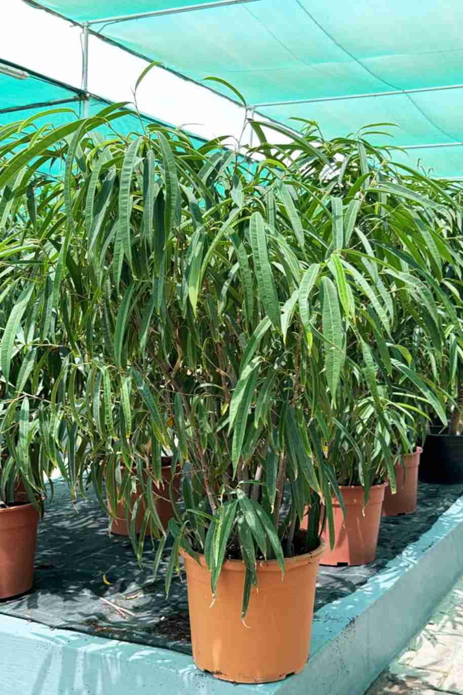Ficus Alii Bushy