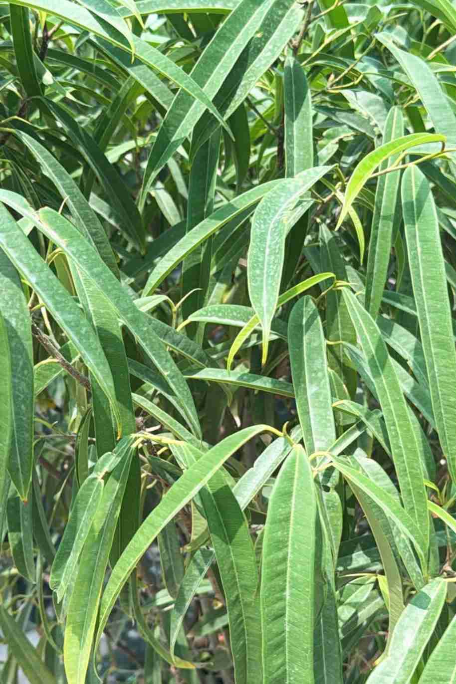 Ficus 