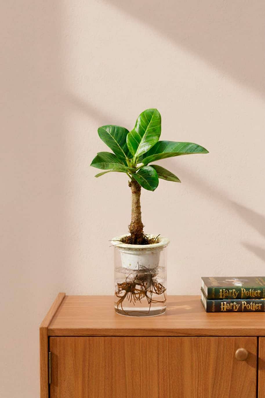 Ficus Altissima Self Watering