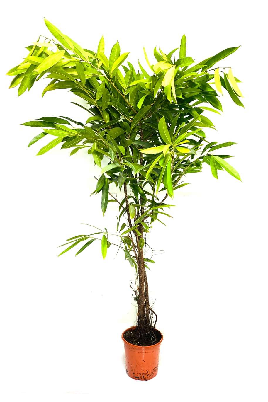 Ficus Amstel King Branched