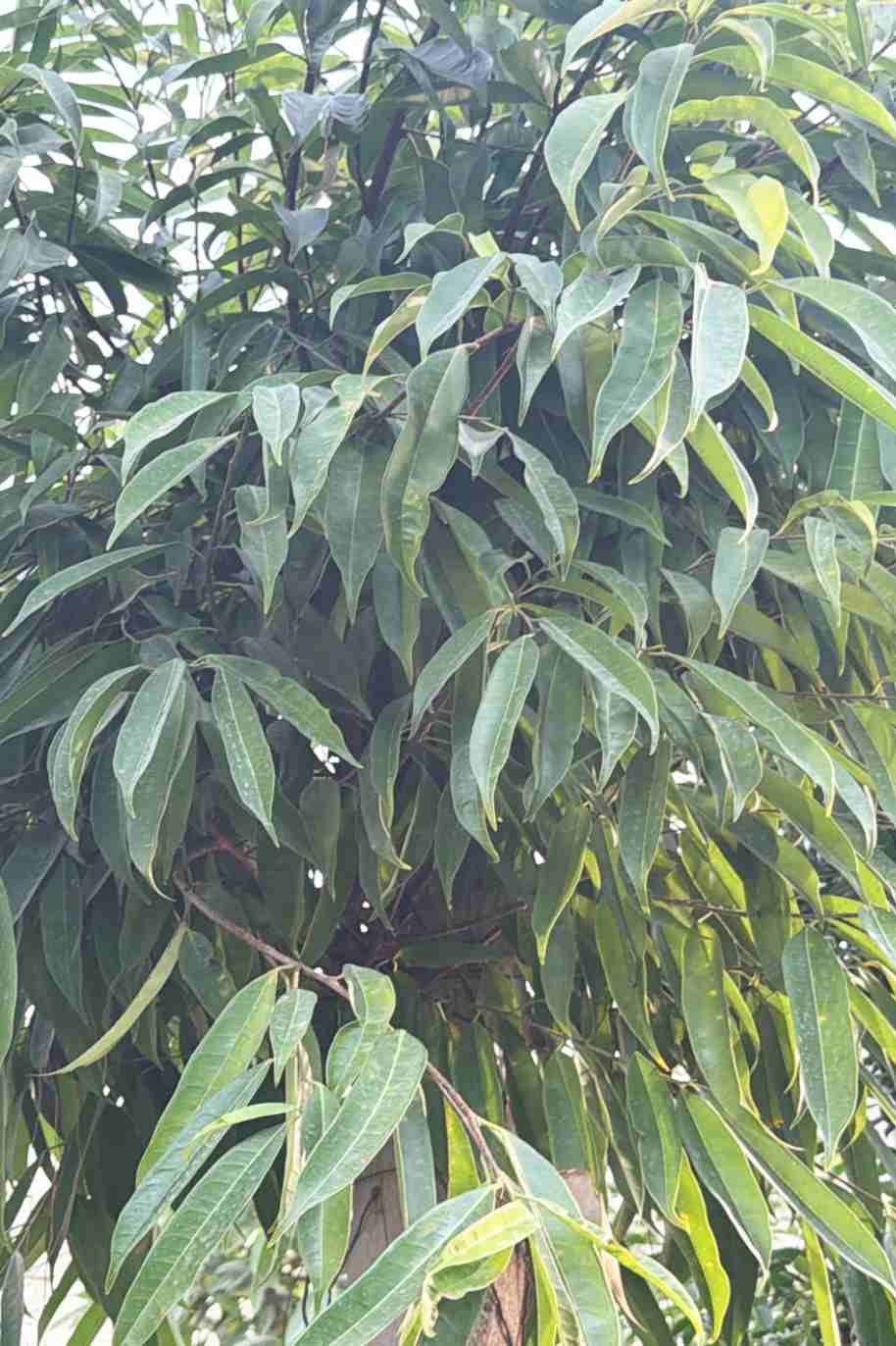 Ficus Amstel Tree