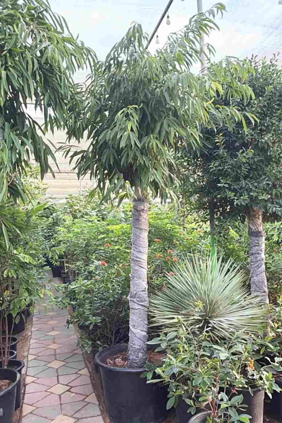 Ficus Amstel Tree