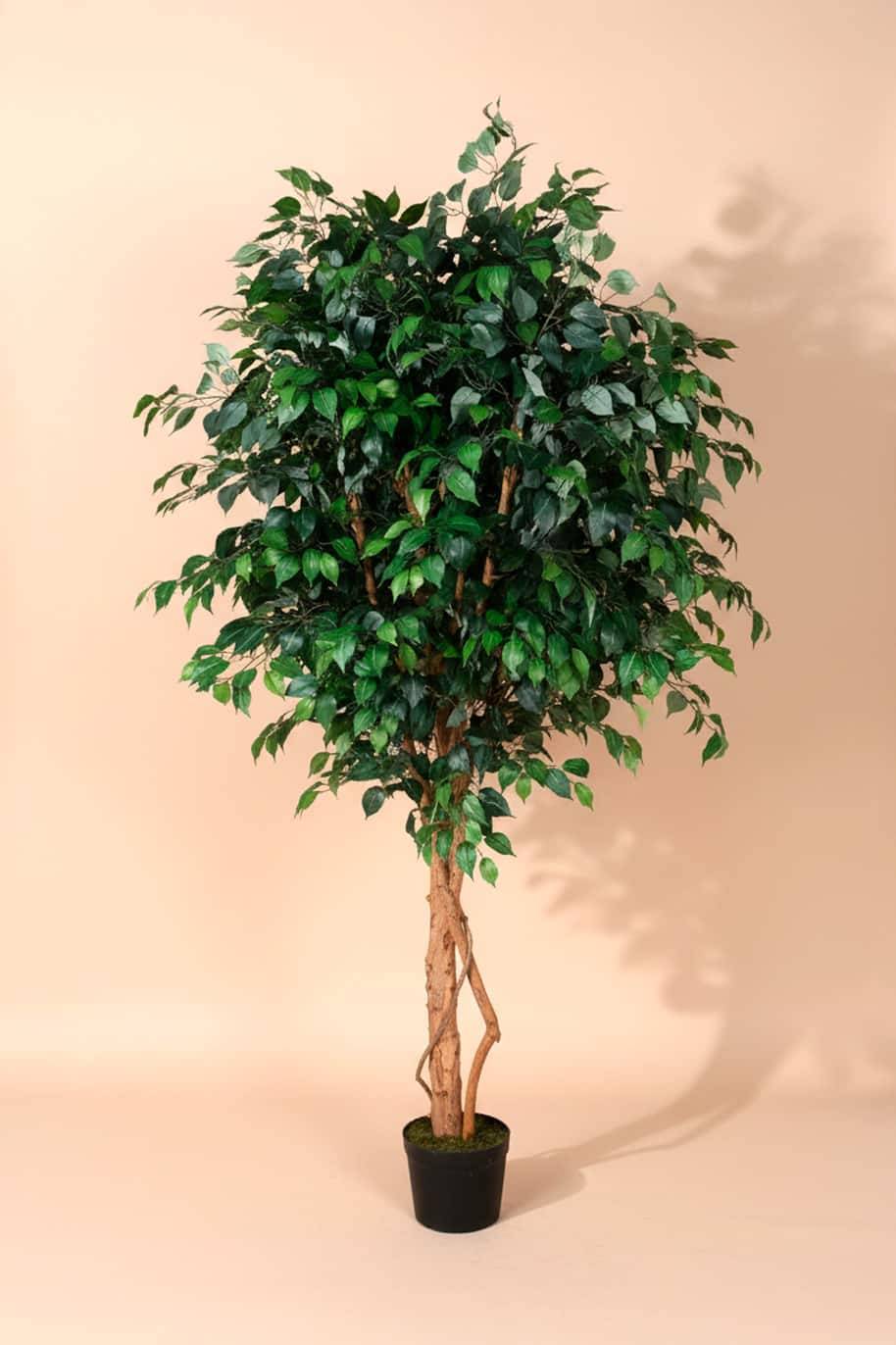 Ficus Benjamina Artificial 2.3 Meter
