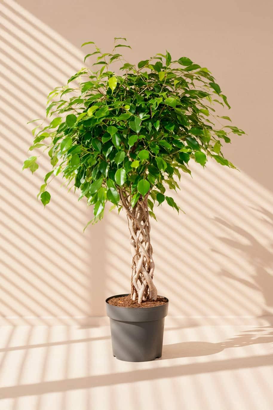 Ficus Benjamina Cylinder - Ficus Benjamina