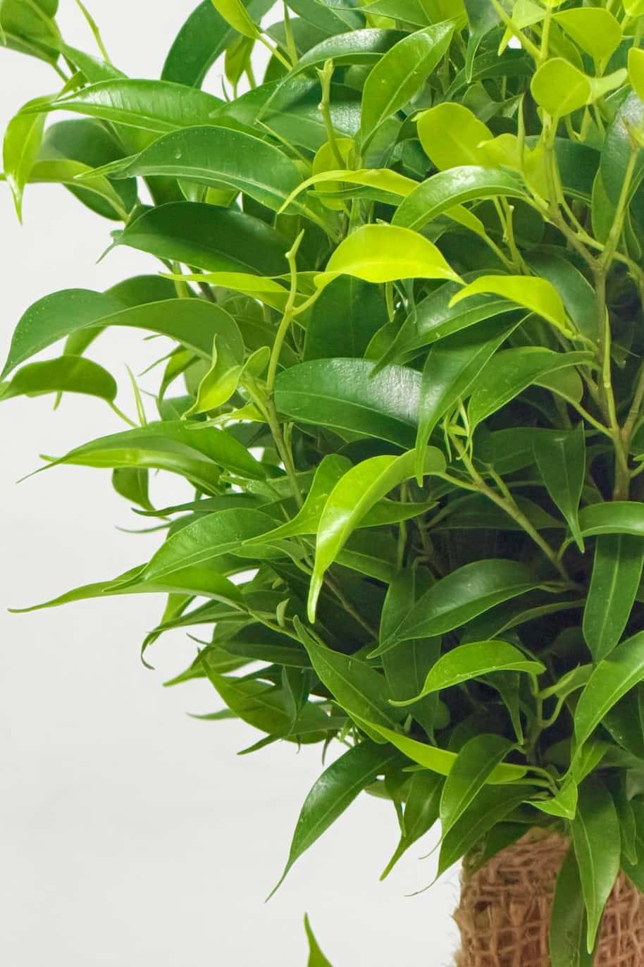 Ficus Benjamina 