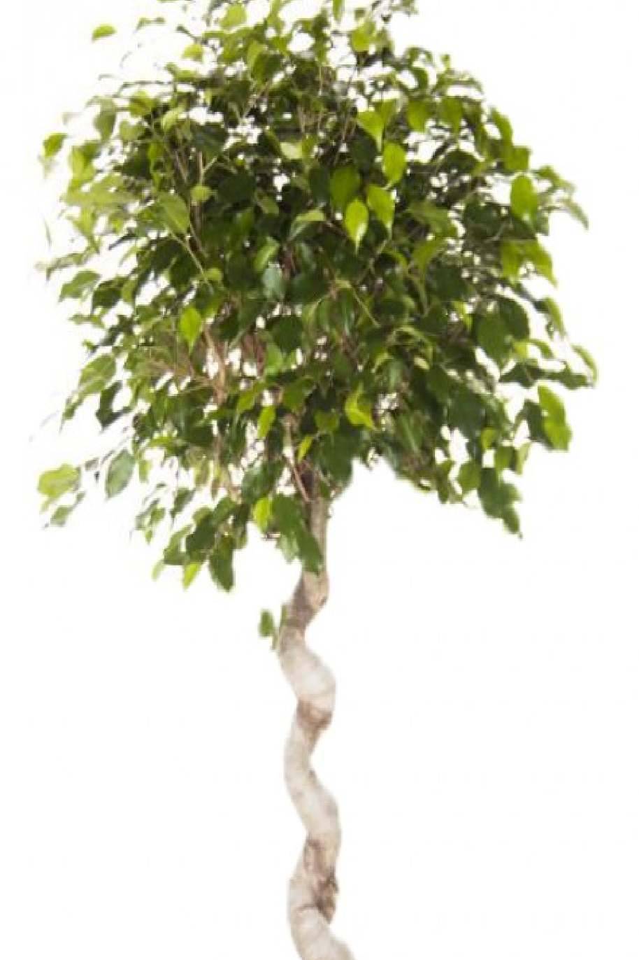Ficus Benjamina Exotica - Spiral