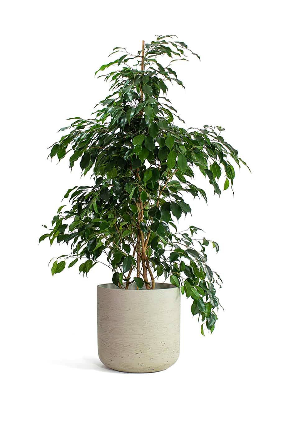 Ficus Benjamina Holland