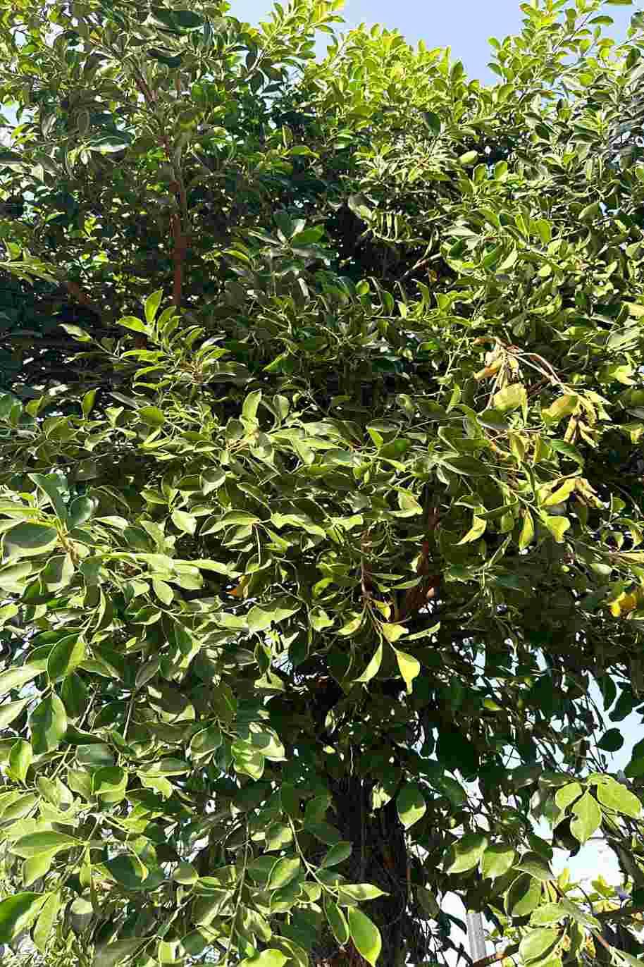 Ficus Benjamina Green Tree