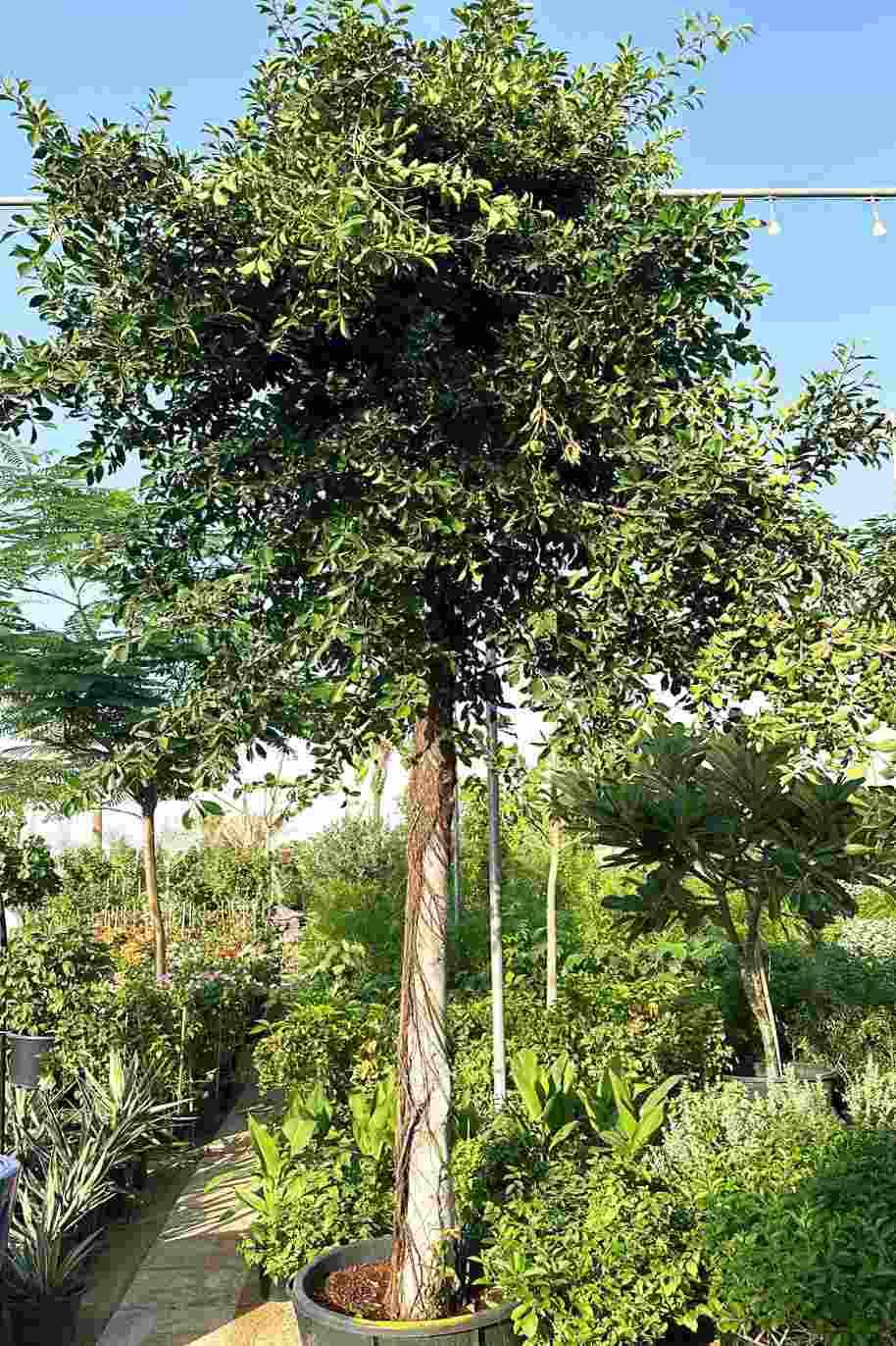 Ficus Benjamina Green Tree