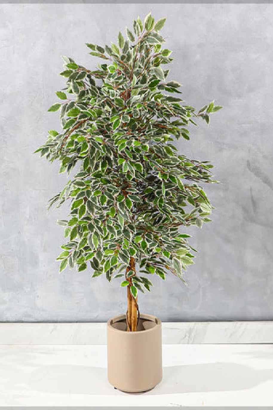 Ficus Benjamina Starlight Artificial